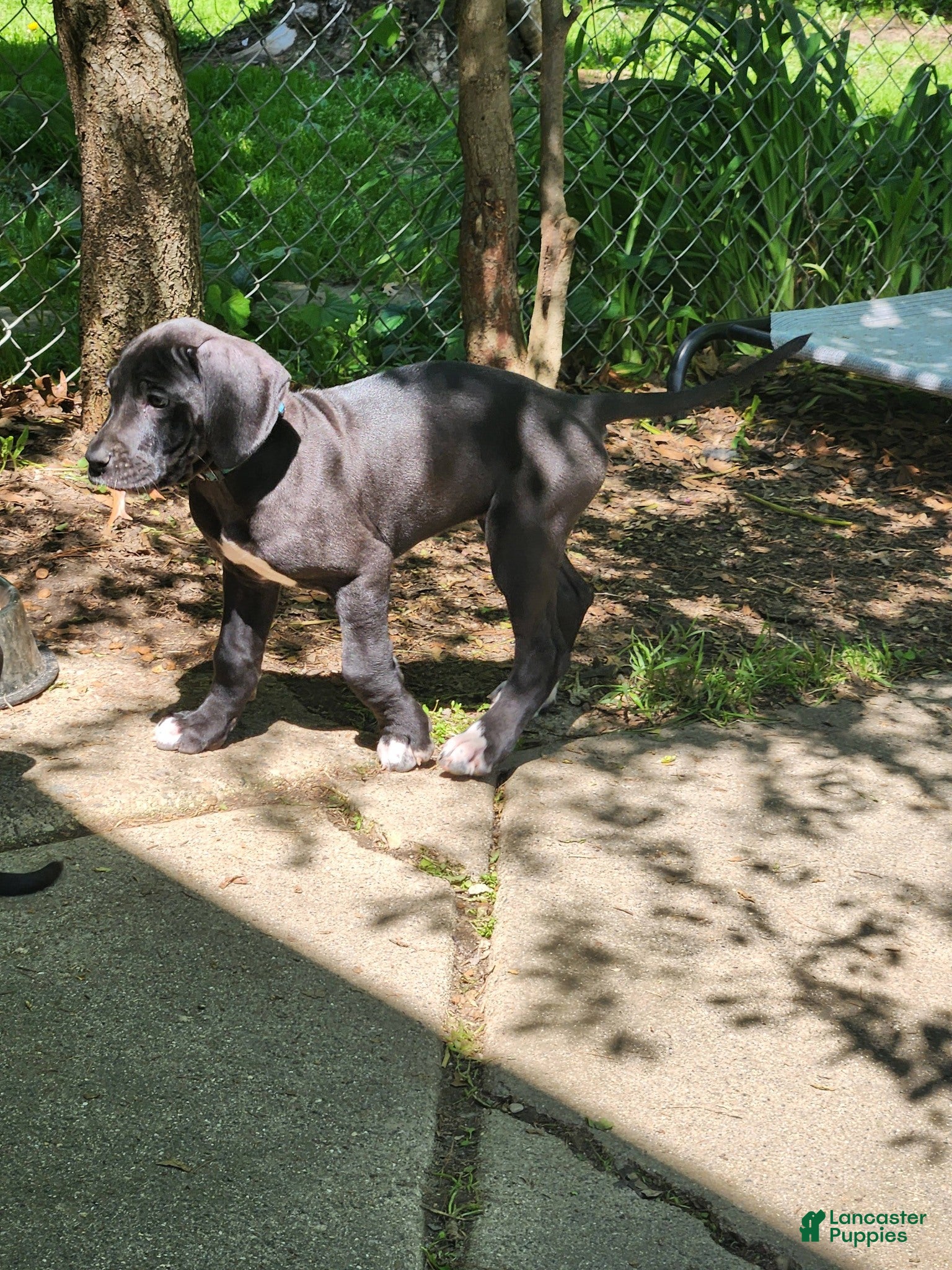 Great Dane dogs Black Female - Ad 1