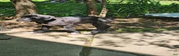 Great Dane dogs for sale: Black Female - Ad 1