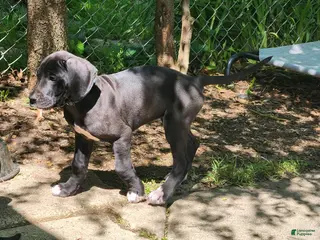 Great Dane dogs for sale: Black Female - Ad 1