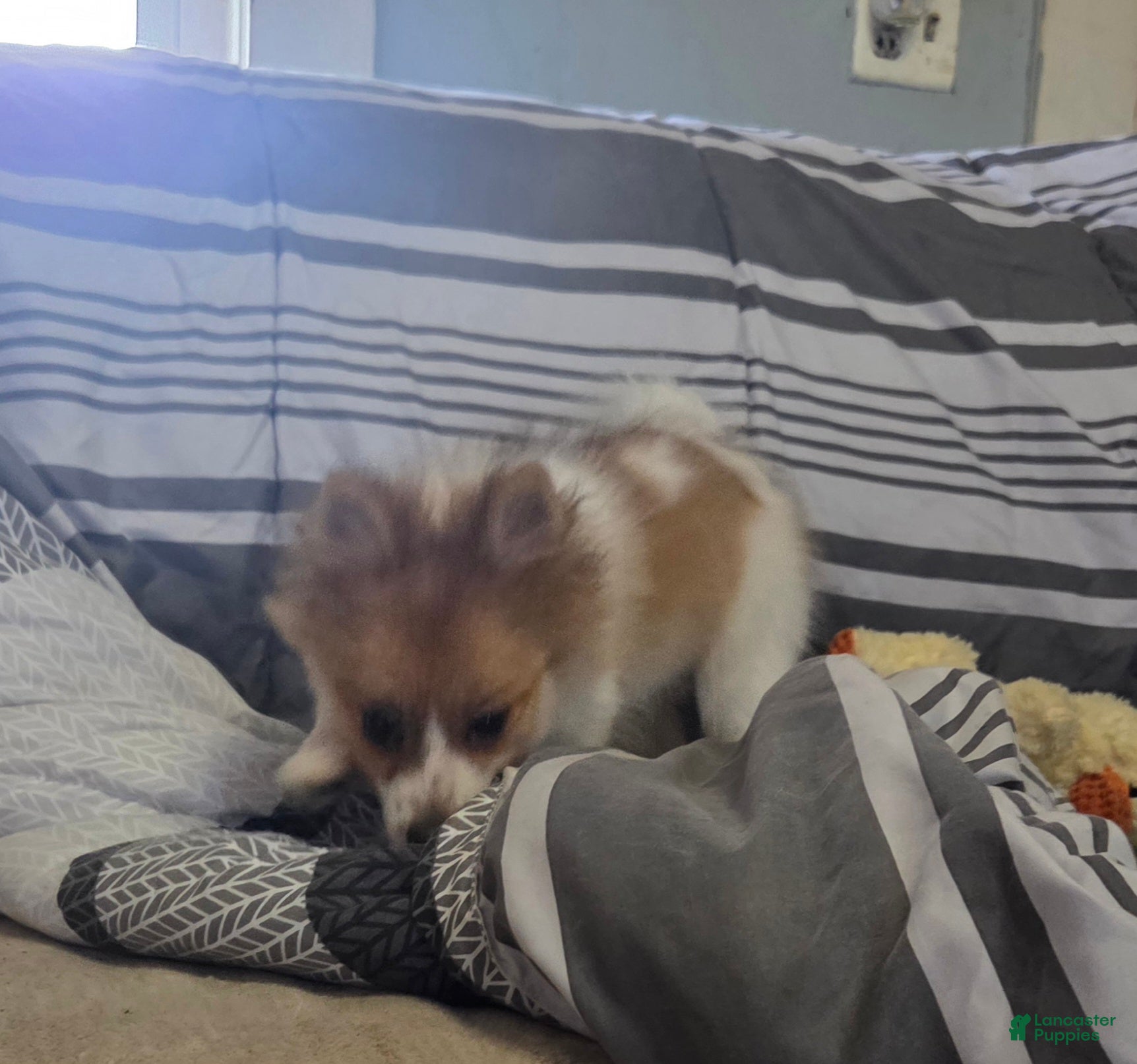 Pomeranian dogs Nicki - Ad 9