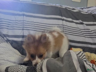 Pomeranian dogs Nicki - Ad 9