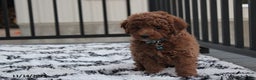 Toy Poodle dogs for sale: Patrick - Ad 11