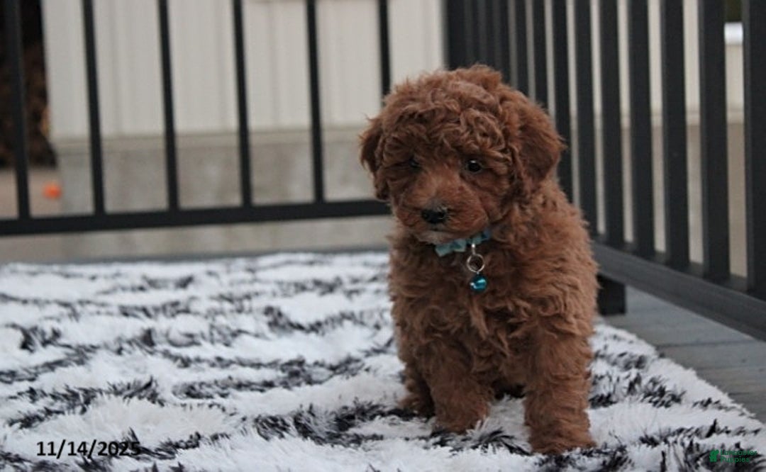 Toy Poodle dogs for sale: Patrick - Ad 11