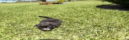 Mixed Breed dogs for sale: Jillian - Ad 7