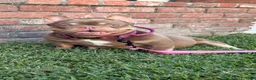 French Bulldog dogs for sale: French Bulldog 1 - Ad 2