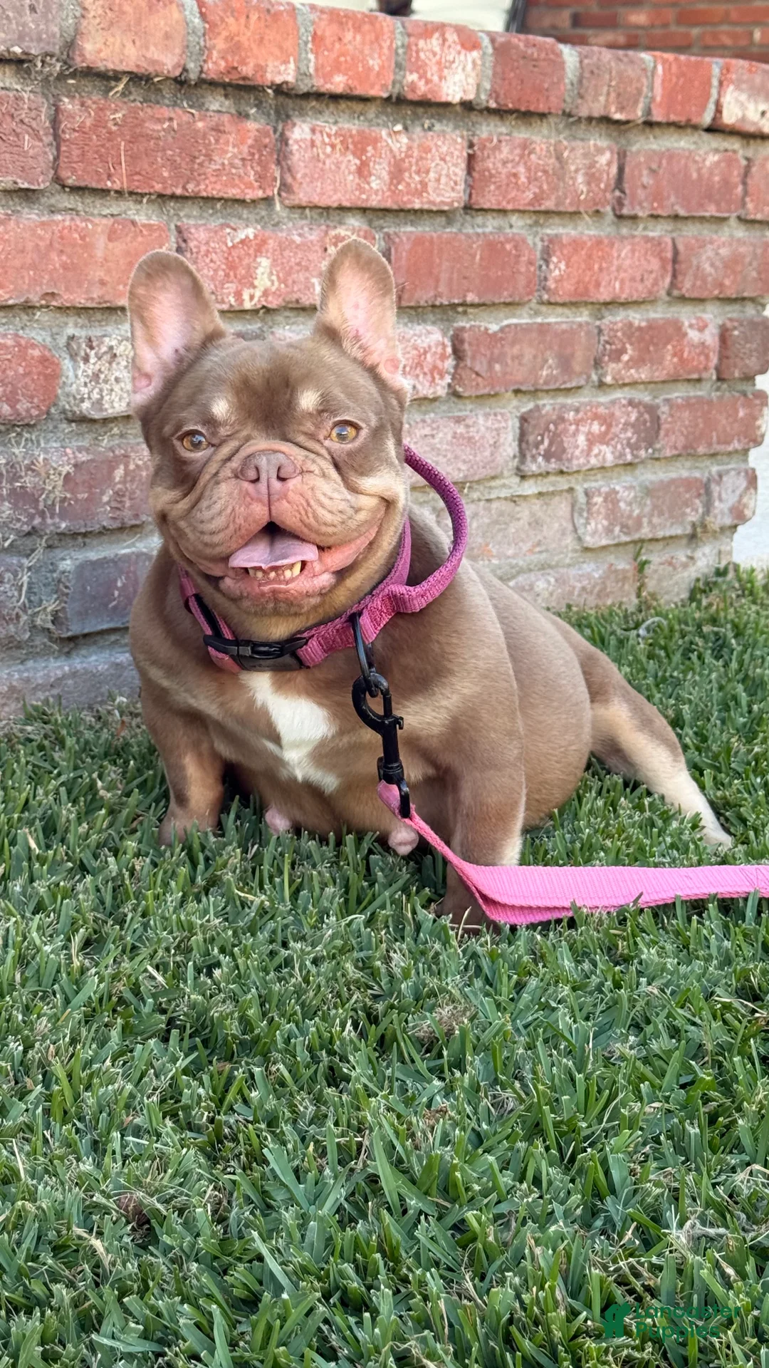 French Bulldog dogs for sale: French Bulldog 1 - Ad 2