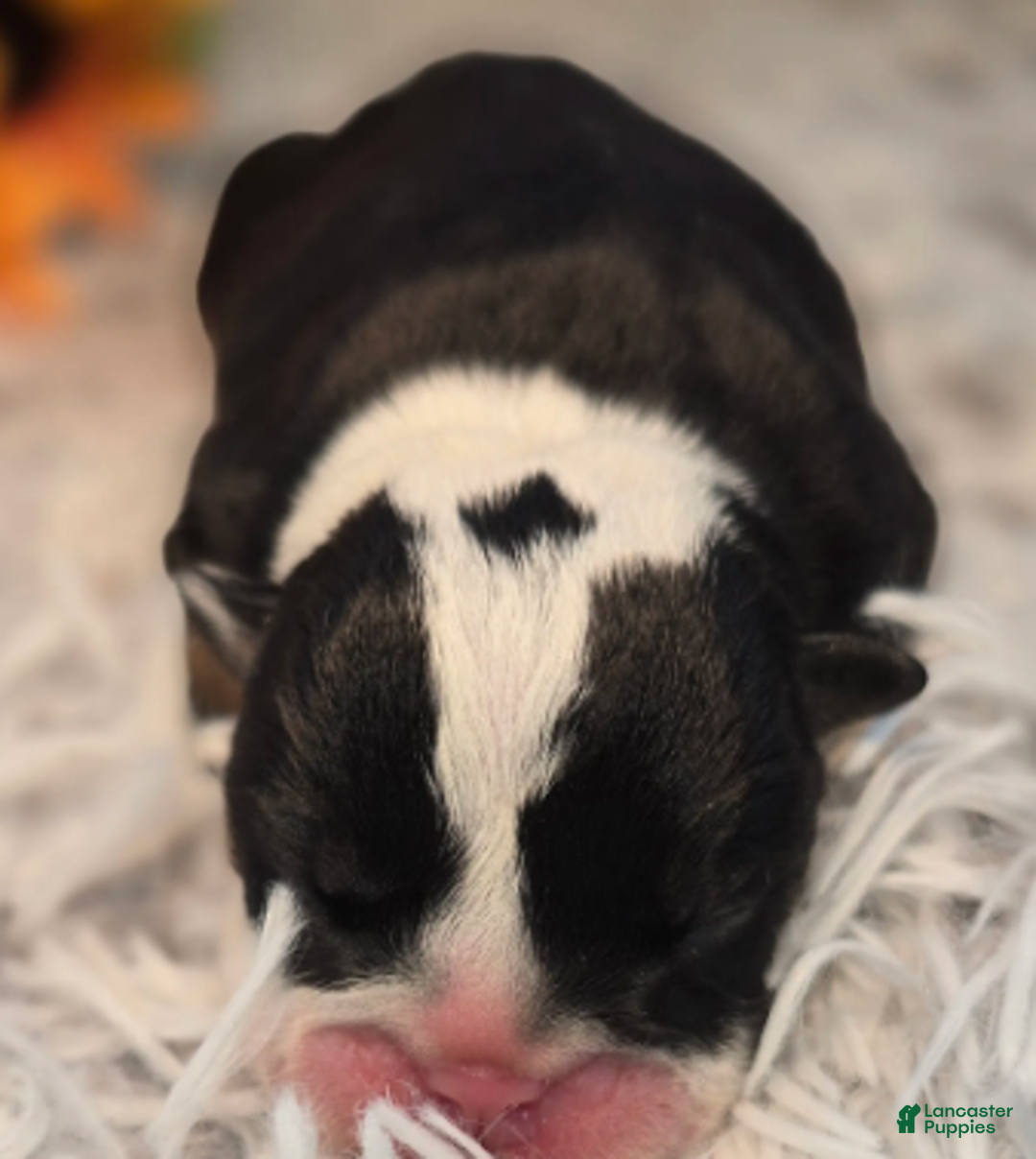 English Bulldog dogs for sale: Nuckal - Ad 1