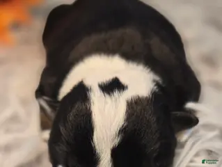 English Bulldog dogs Nuckal - Ad 1