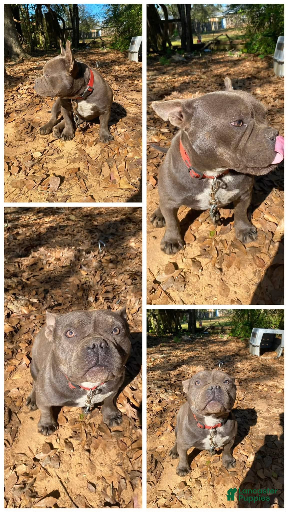 American Bully