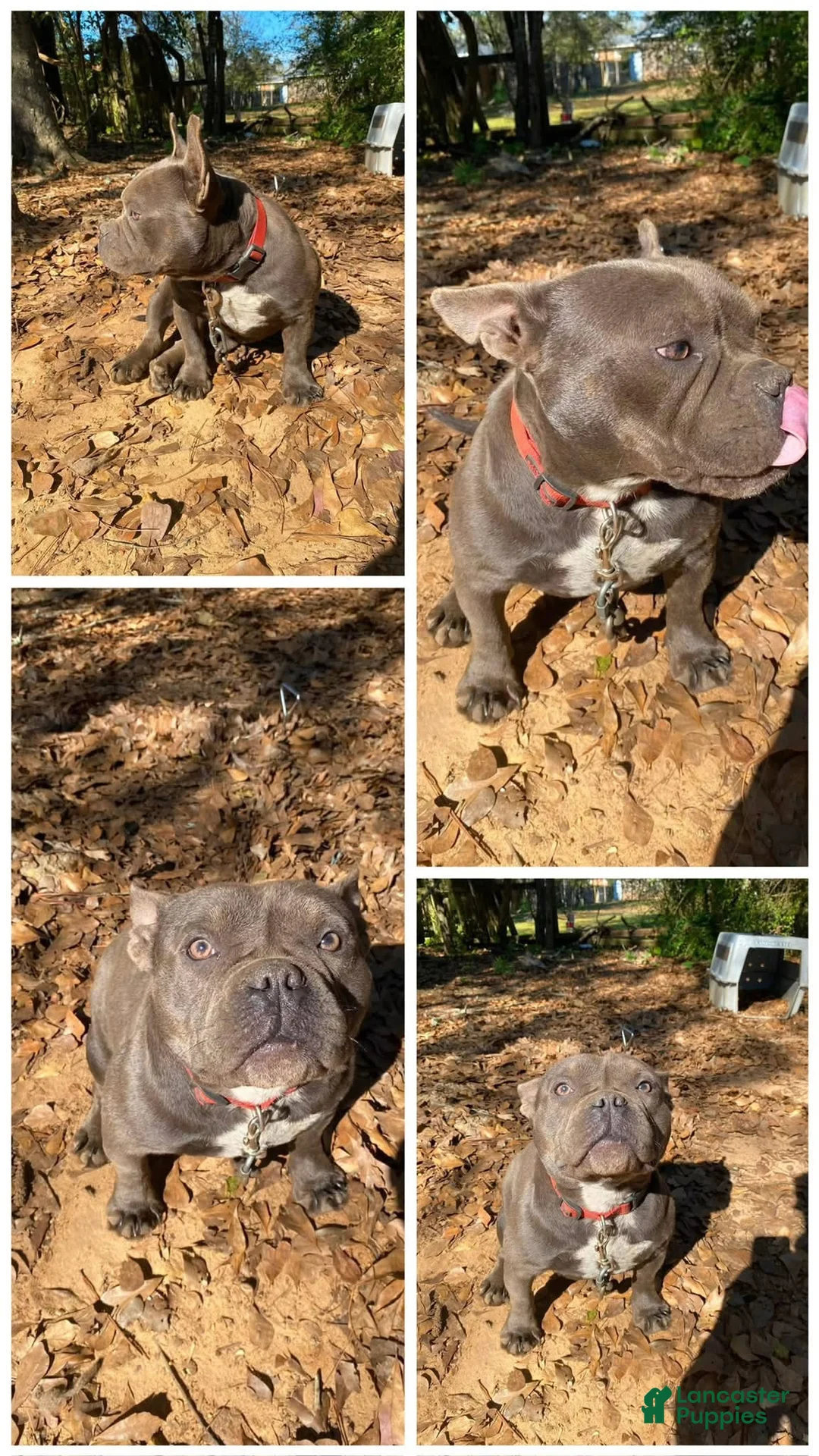 American Bully dogs for sale: American Bully 1 - Ad 1