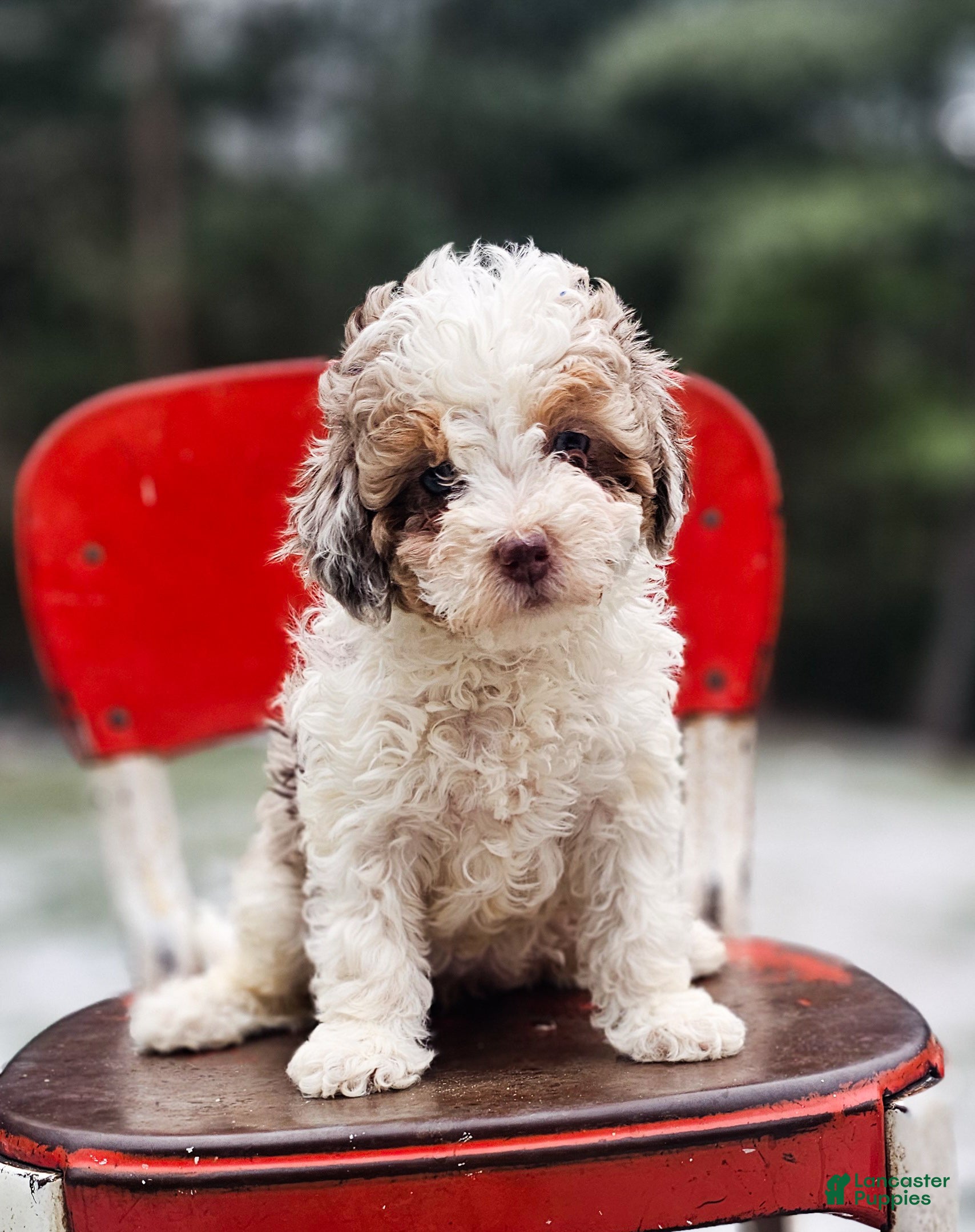 Miniature Poodle dogs Sarah - Ad 11