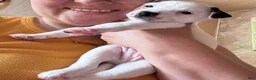 Jack Russell Terrier dogs for sale: Puppy 2 - Ad 2