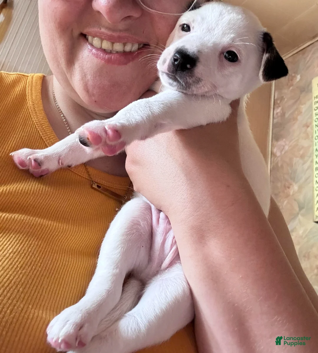 Jack Russell Terrier dogs for sale: Puppy 2 - Ad 2