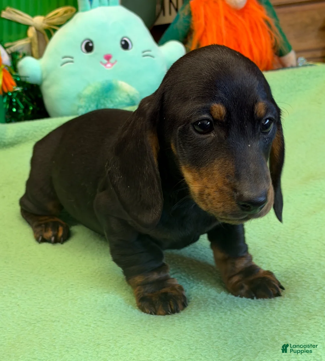 Dachshund dogs for sale: Rolo - Ad 1
