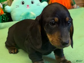 Dachshund dogs Rolo - Ad 37