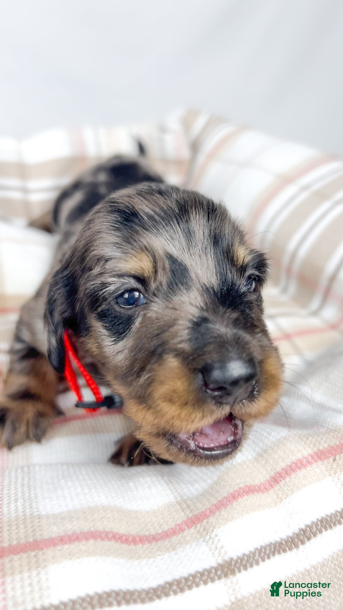 Miniature Dachshund dogs Strawberry - Ad 8
