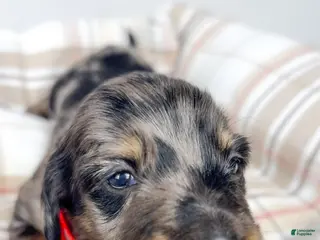 Miniature Dachshund dogs Strawberry - Ad 18