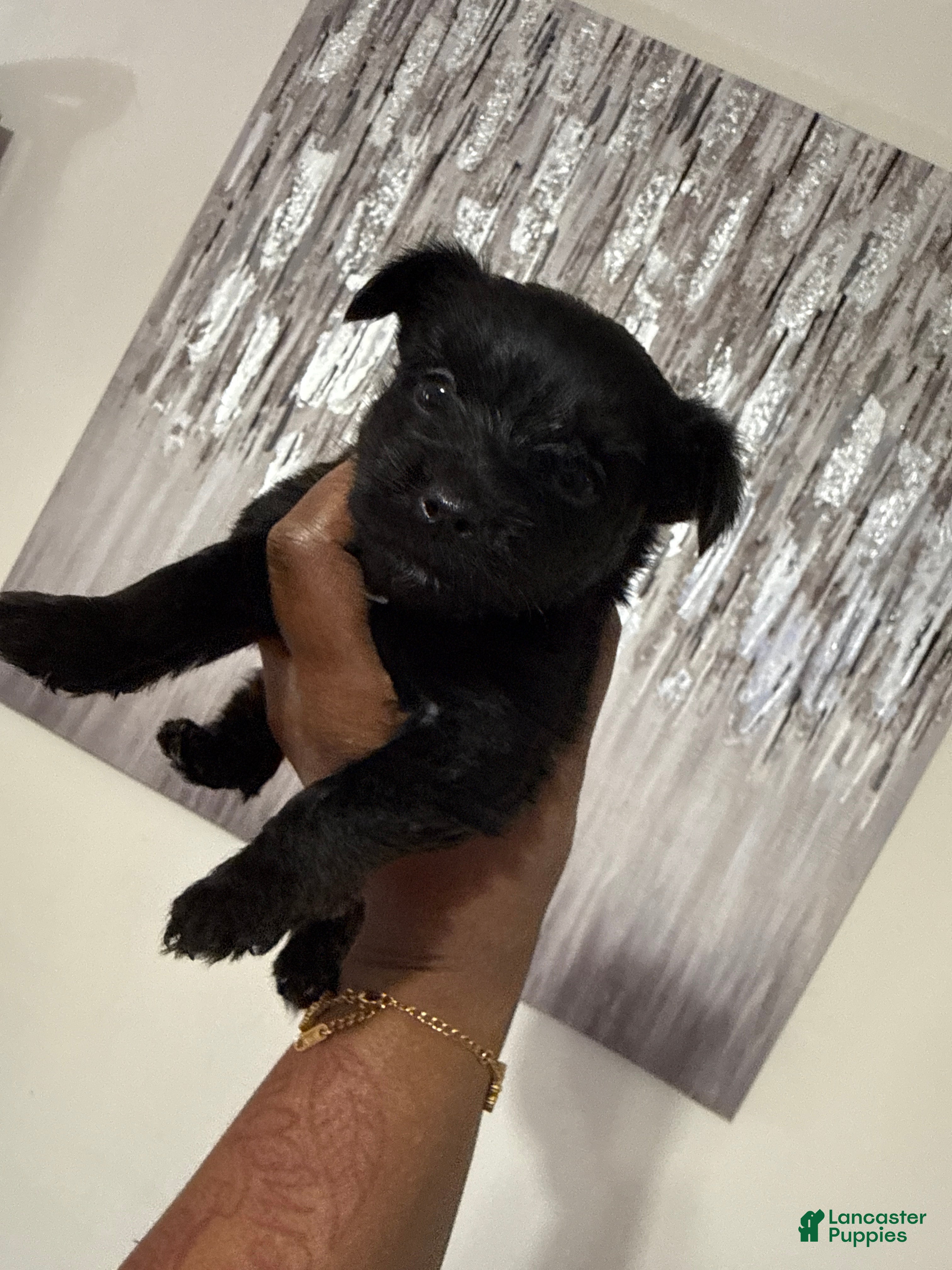 Yorkshire Terrier dogs Midnight  - Ad 4