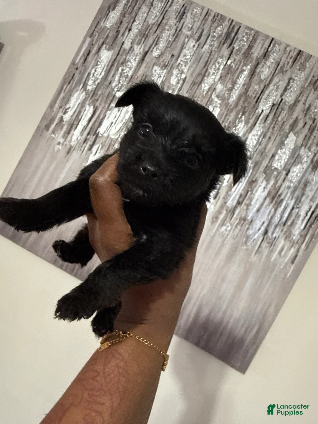 Yorkshire Terrier dogs for sale: Midnight  - Ad 1