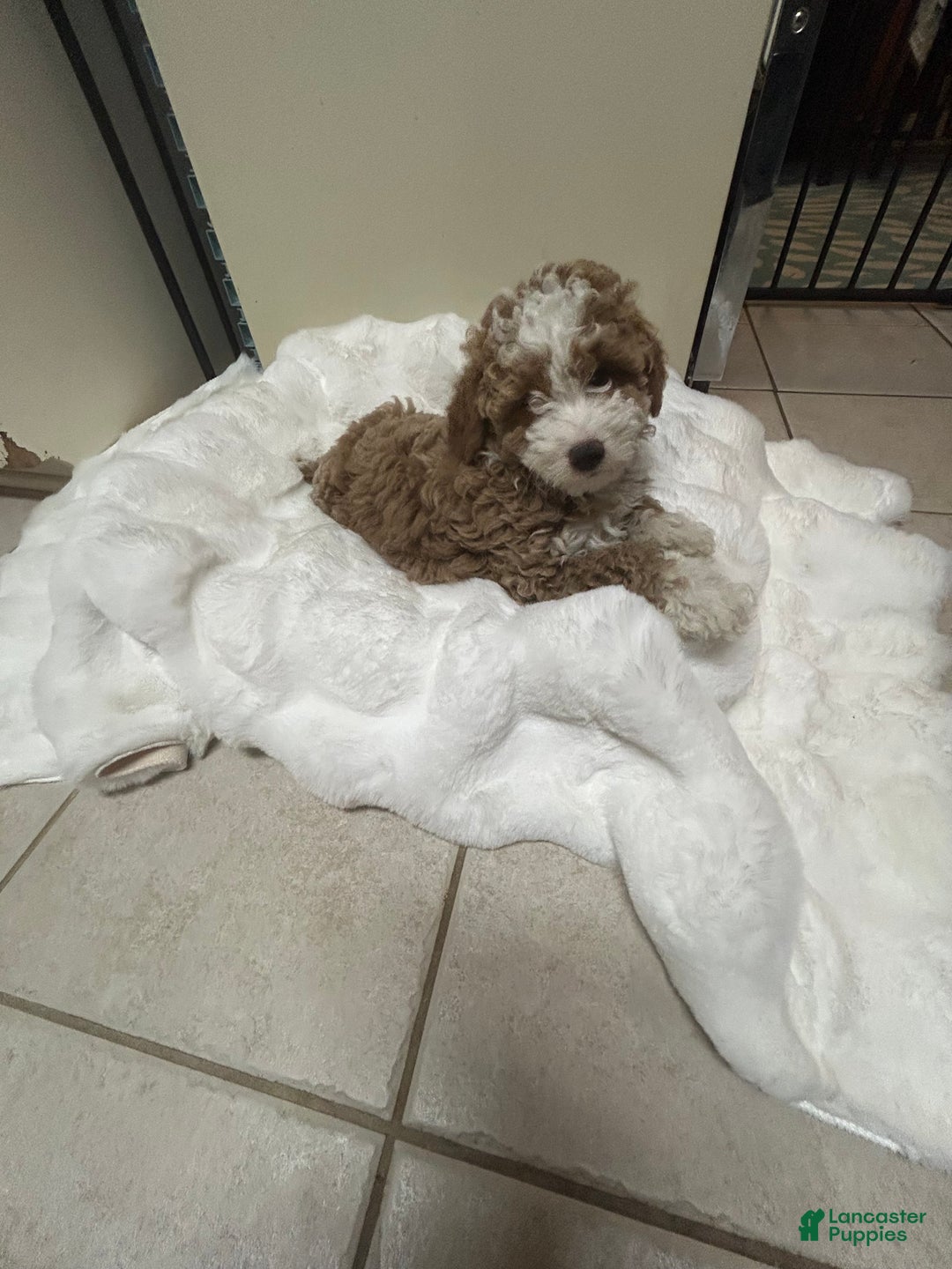 Mini Goldendoodle dogs for sale: Petite Tuxedo Mini Goldendoodle Mr. Perfection - Ad 5