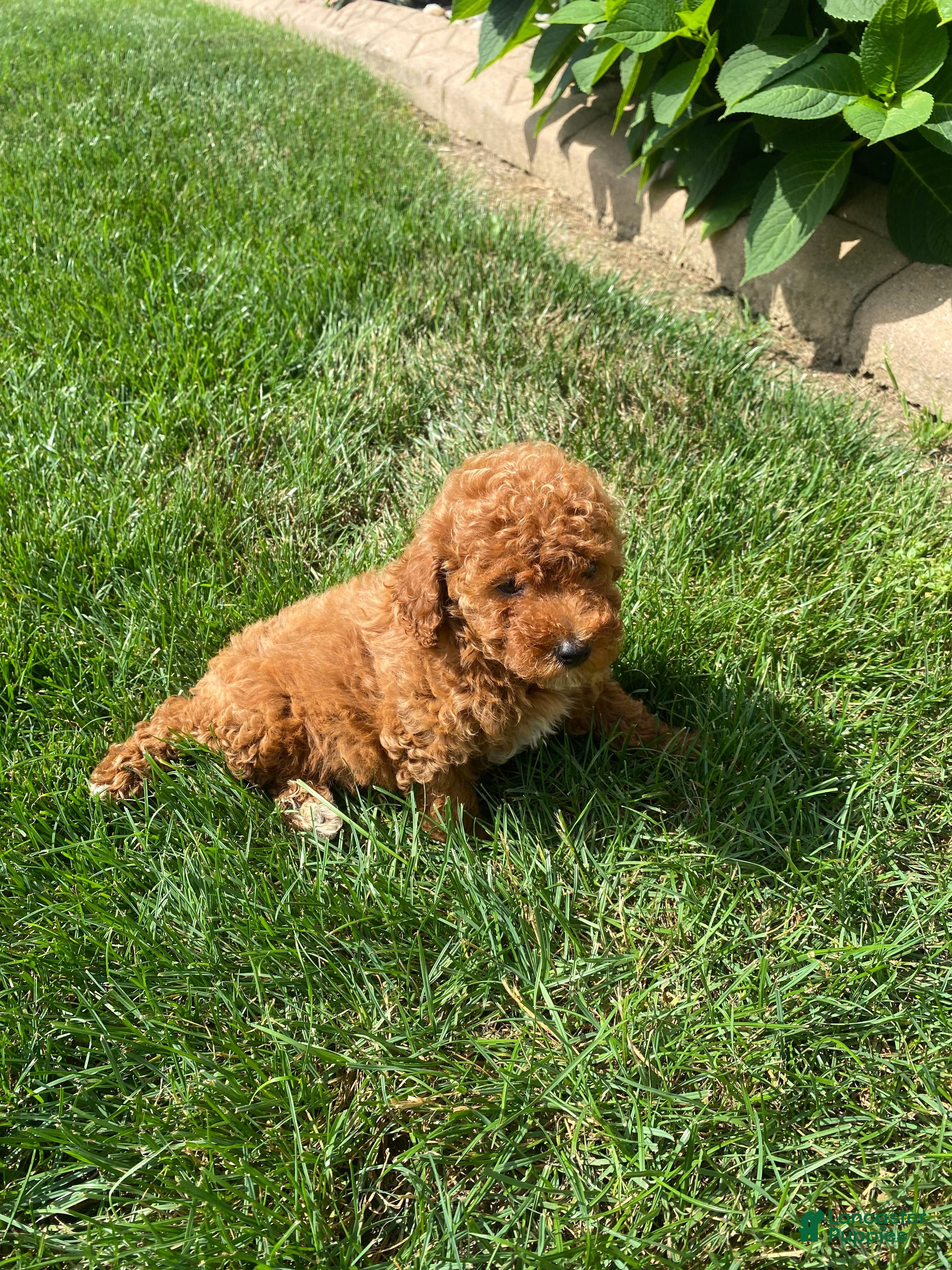 Miniature Poodle dogs Fran - Ad 2