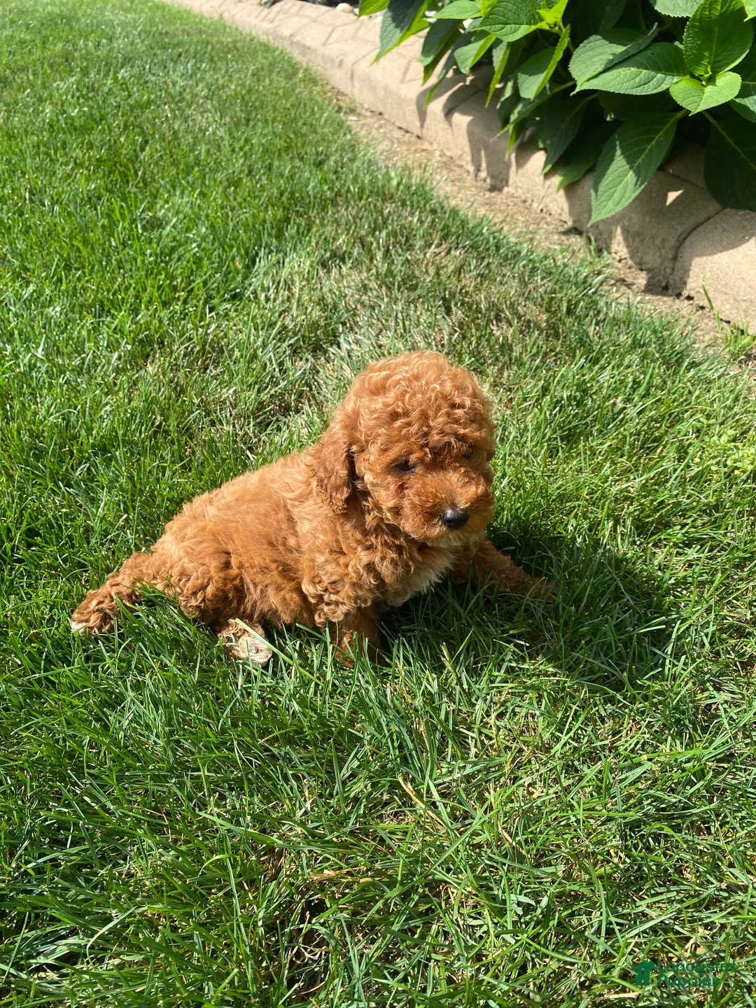 Miniature Poodle dogs for sale: Fran - Ad 2