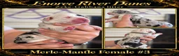 Great Dane dogs for sale: Great Dane 6 - Ad 1