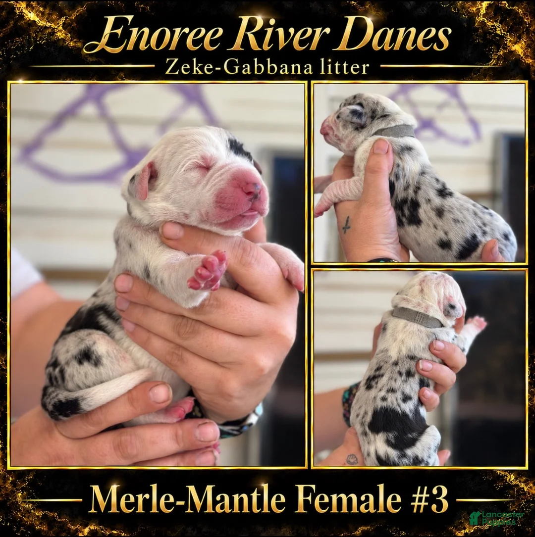 Great Dane dogs for sale: Great Dane 6 - Ad 1