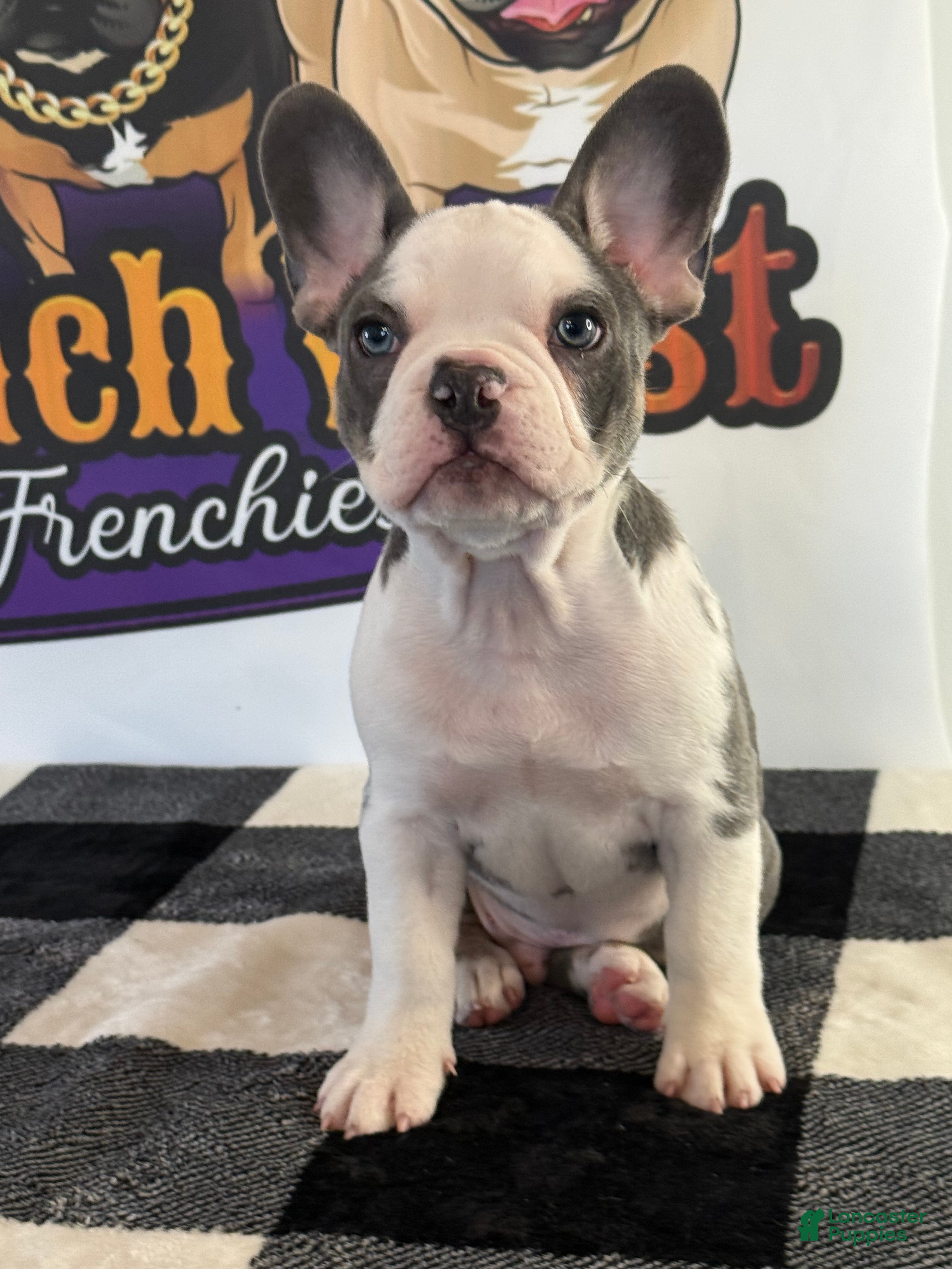 French Bulldog dogs French Bulldog Puppy 1 - Ad 20