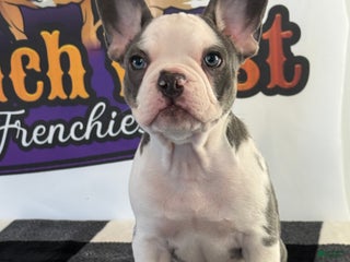French Bulldog dogs French Bulldog Puppy 1 - Ad 20