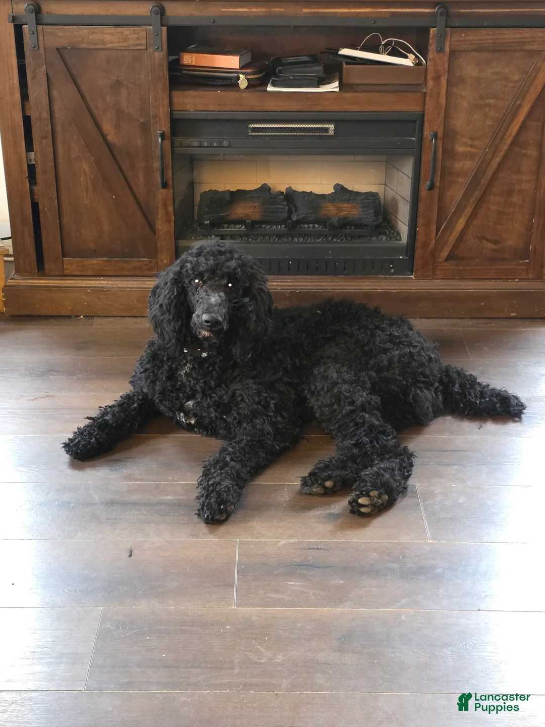 Standard Poodle dogs for sale: Standard Poodle  - Ad 1