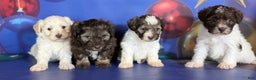 Mixed Breed dogs for sale: Blitzen - Ad 8