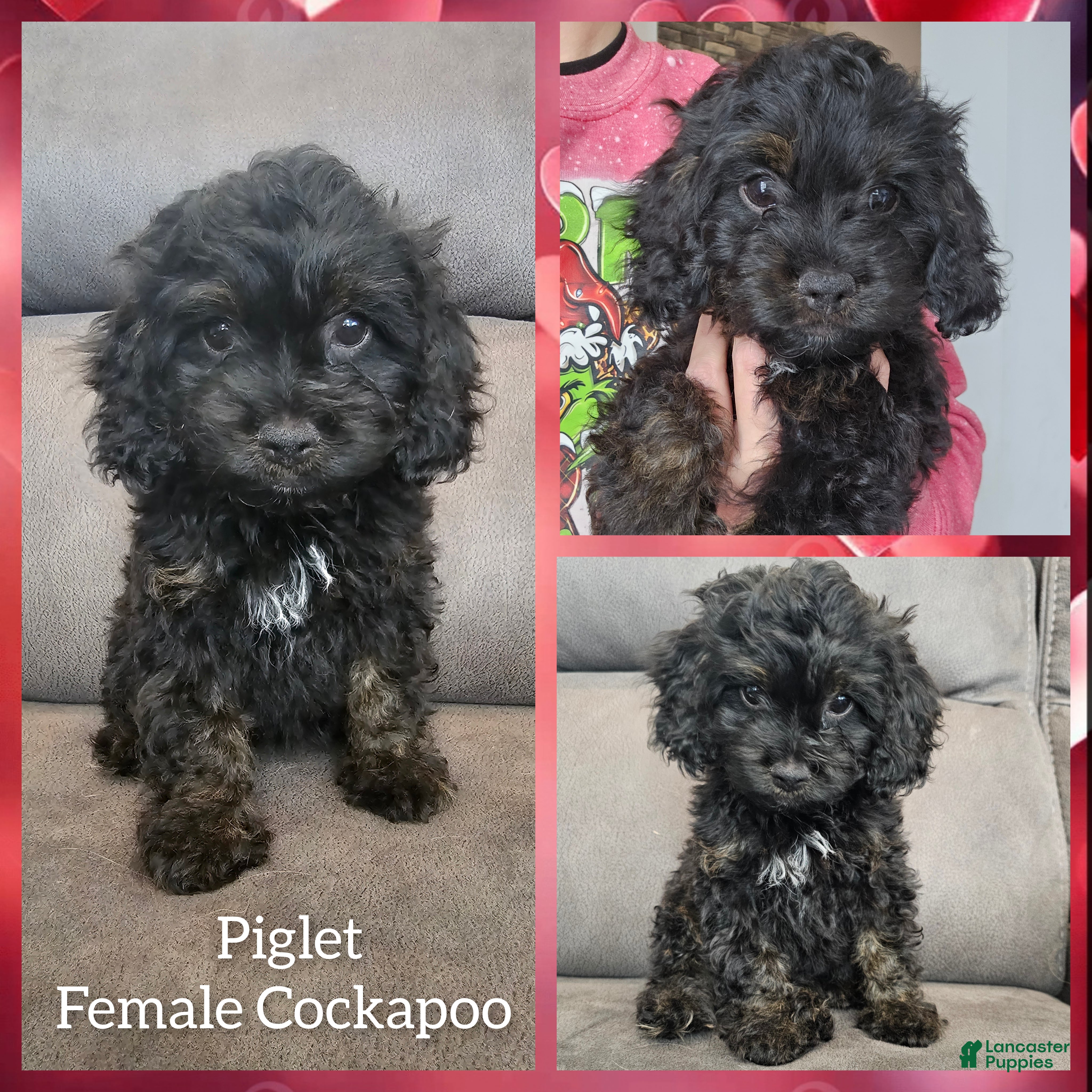 Cockapoo dogs Piglet - Ad 7