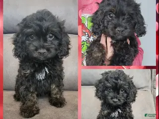 Cockapoo dogs Piglet - Ad 7
