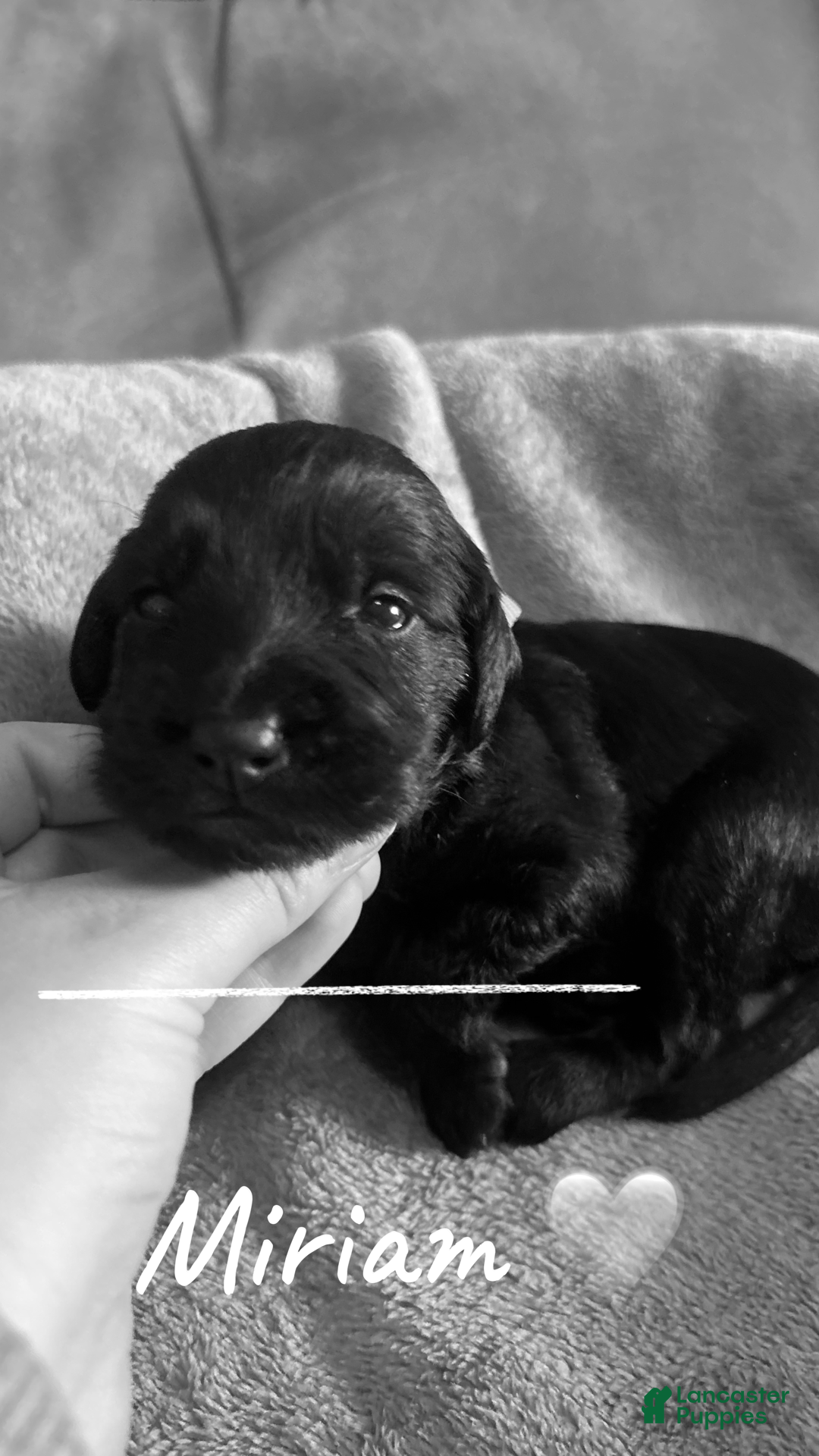 Mixed Breed dogs for sale: Golden Labradoodle Puppy 7 Orange Collar - Ad 6