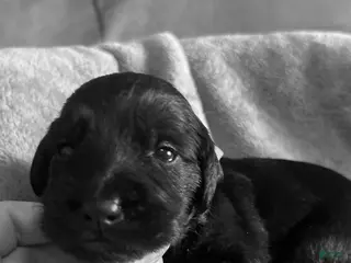 Mixed Breed dogs Golden Labradoodle Puppy 7 - Ad 26