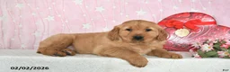 Golden Retriever dogs for sale: Ozark - Ad 5