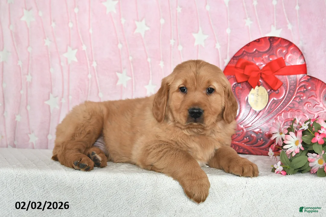 Golden Retriever dogs for sale: Ozark - Ad 5