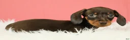 Miniature Dachshund dogs for sale: Scarlett 🌹 - Ad 7