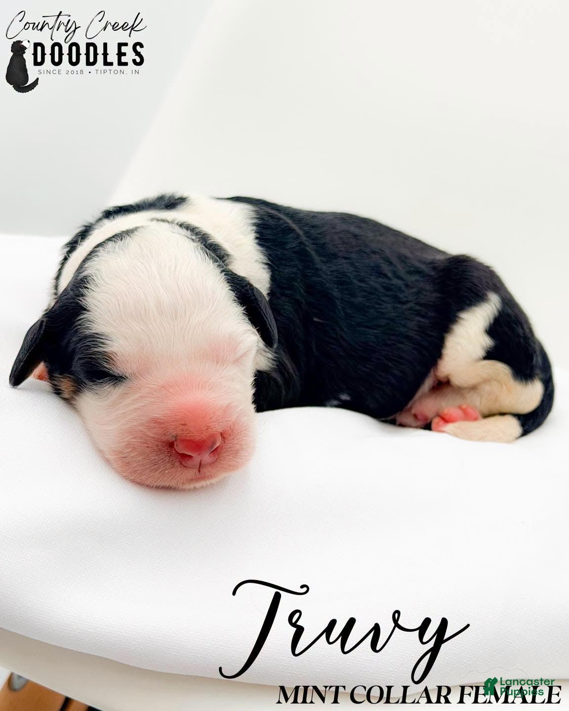 Bernedoodle dogs Truvy - Ad 1