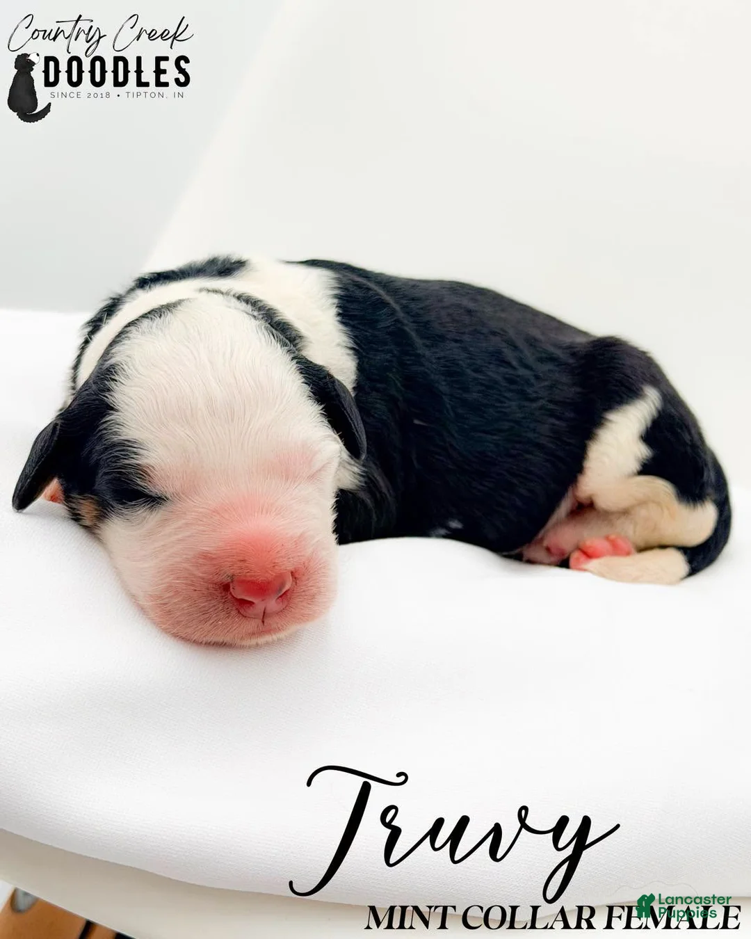 Bernedoodle dogs for sale: Truvy - Ad 1