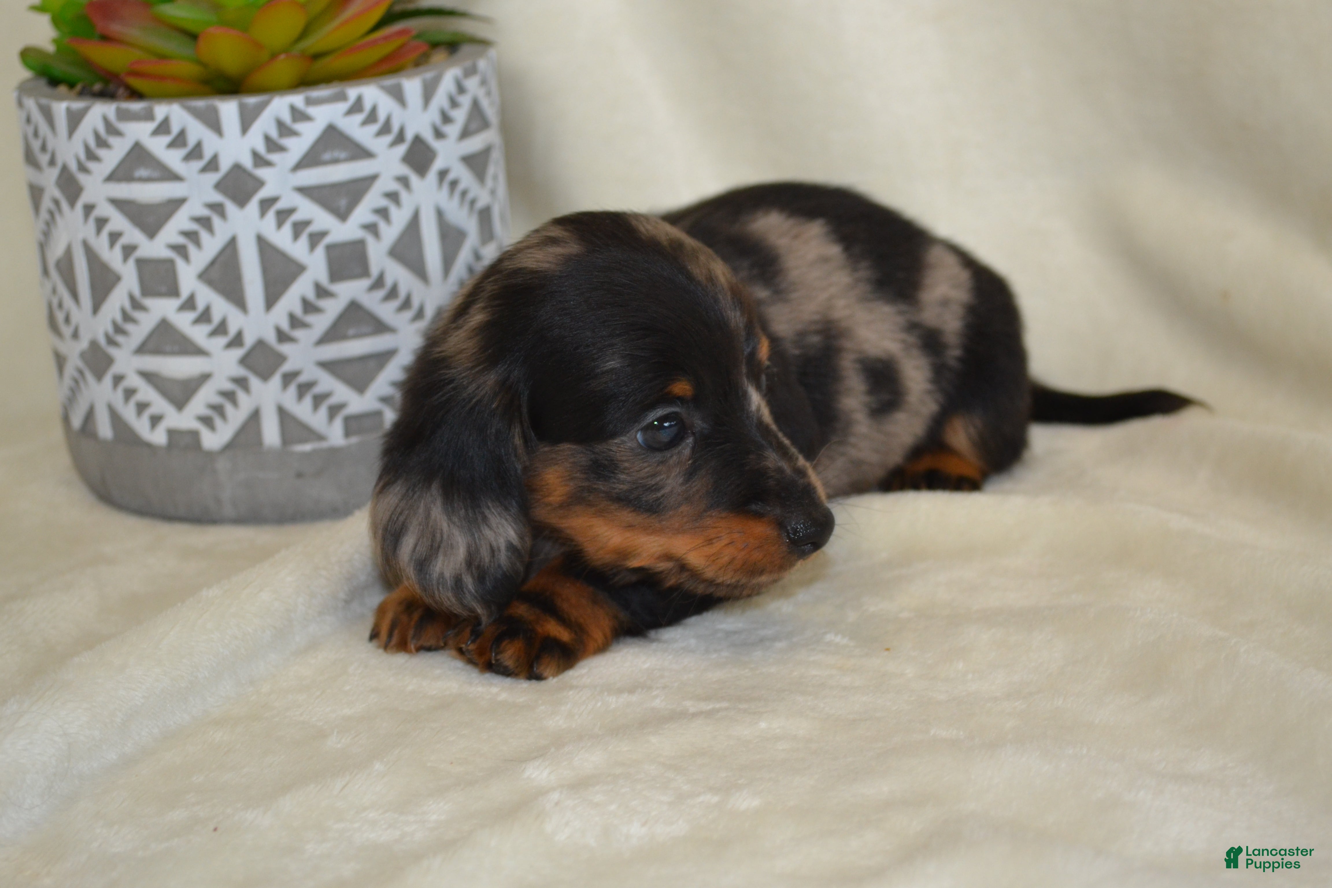 Dachshund dogs Smokey - Ad 2