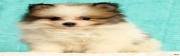 Pomeranian dogs for sale: Mitch - Ad 7