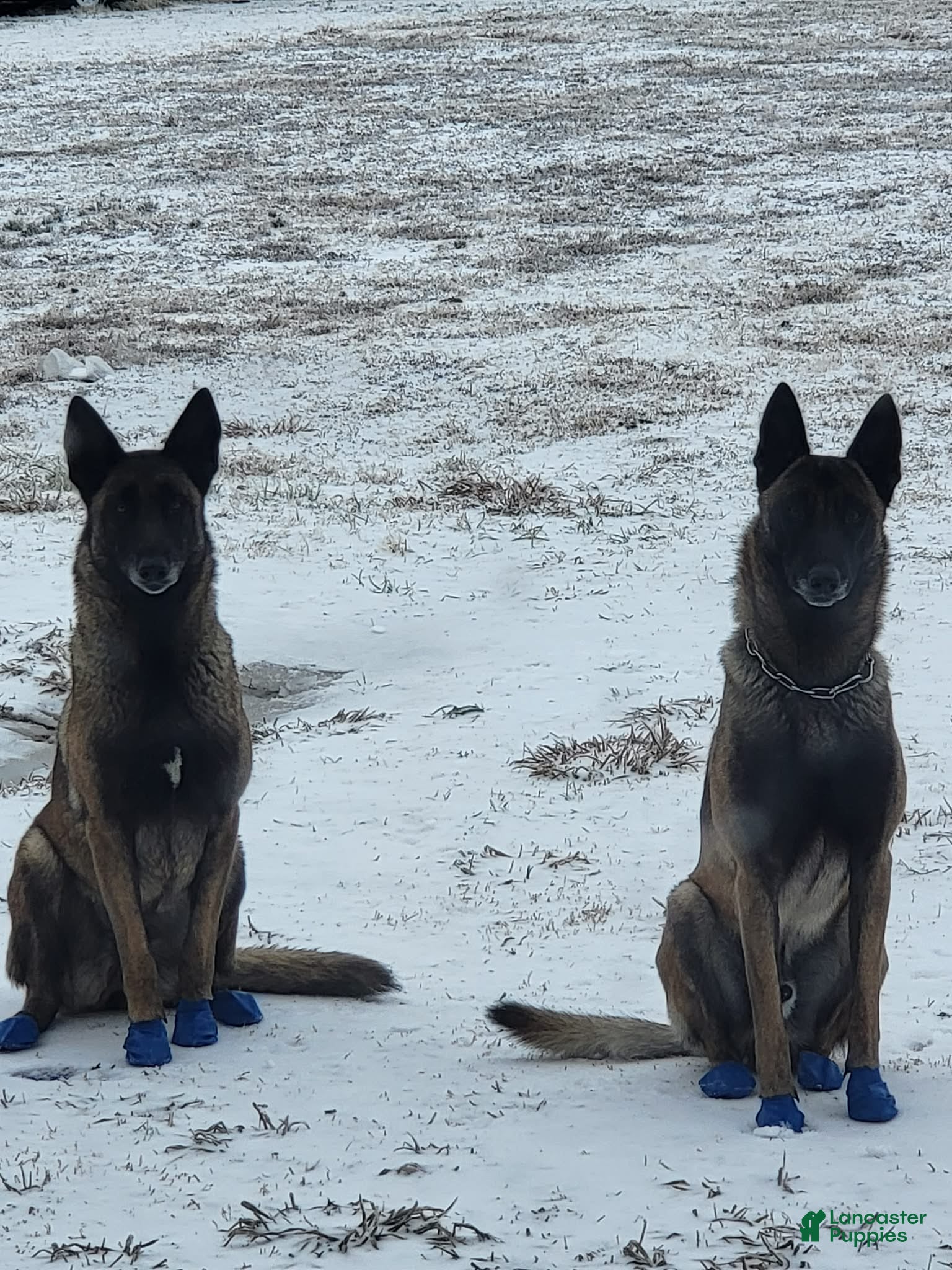 Belgian Malinois dogs Belgian Malinois Puppy 1 - Ad 35