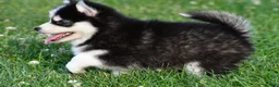 Pomsky dogs for sale: Polly - Ad 6