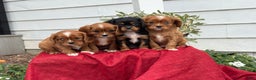 Cavalier King Charles Spaniel dogs for sale: Otis - Ad 14