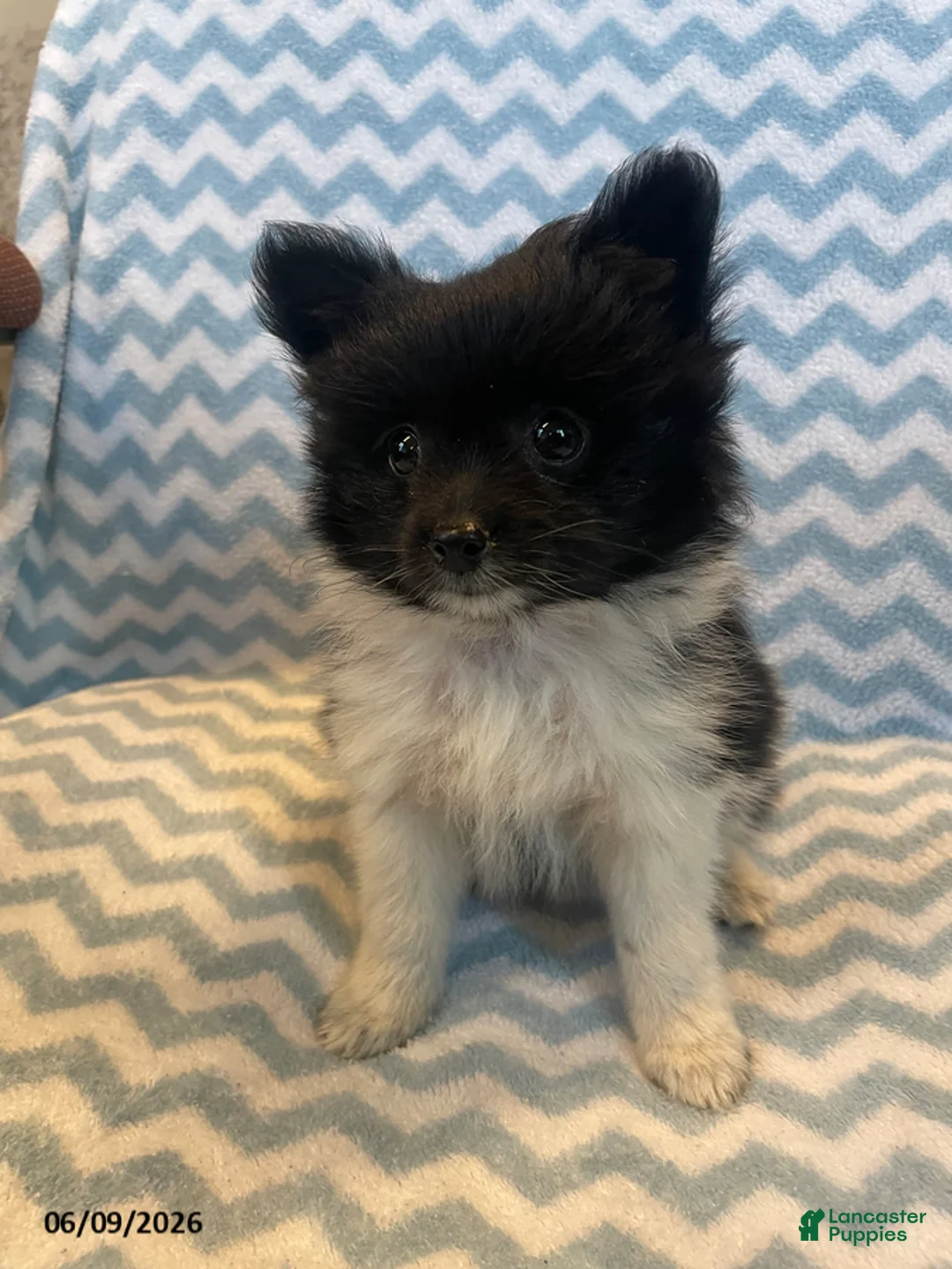 Mixed Breed dogs for sale: Eclipse - Ad 1