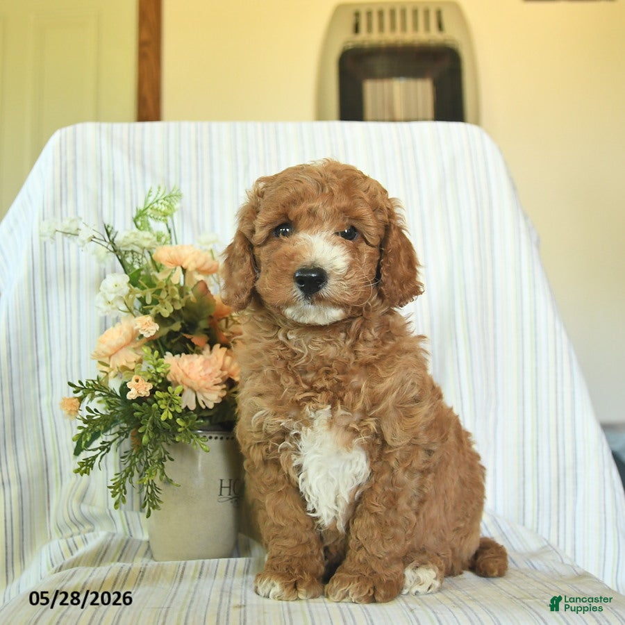 Mini Goldendoodle dogs for sale: Ike  - Ad 1