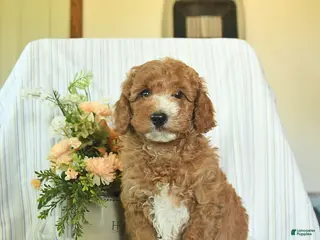 Mini Goldendoodle dogs for sale: Ike - Ad 1