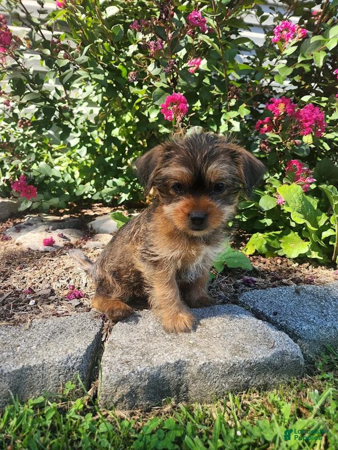 Shorkie dogs for sale: Theo - Ad 3